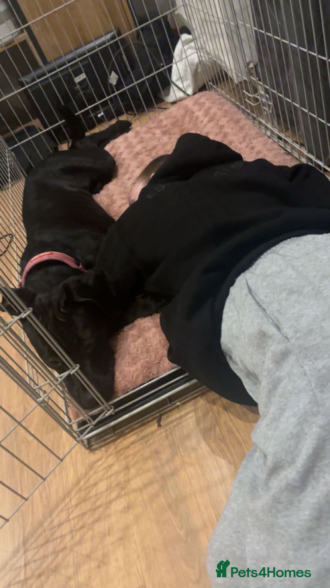 Cane Corso dogs for sale: 8 month old cane corso  - Image 3