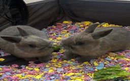 Netherland Dwarf rabbits for sale: Stunning Netherland Dwarf boys - Image 5