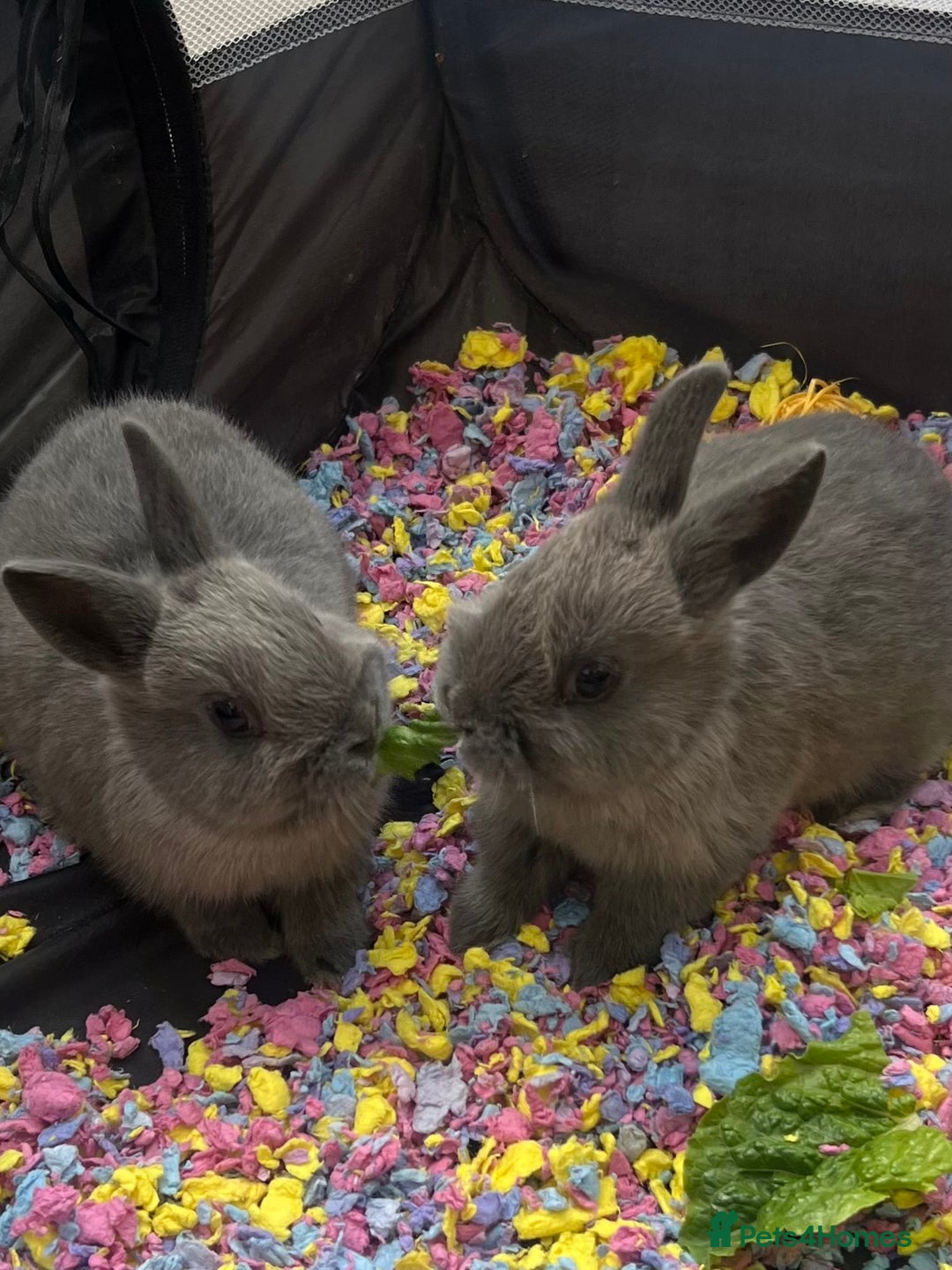 Netherland Dwarf rabbits for sale: Stunning Netherland Dwarf boys - Image 5