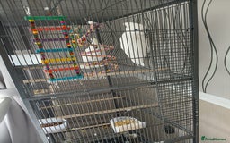 Cockatoo birds for sale: Two cockatoos beautiful birds  - Image 1