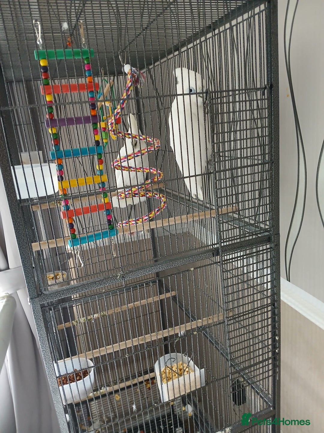 Cockatoo birds for sale: Two cockatoos beautiful birds  - Image 1