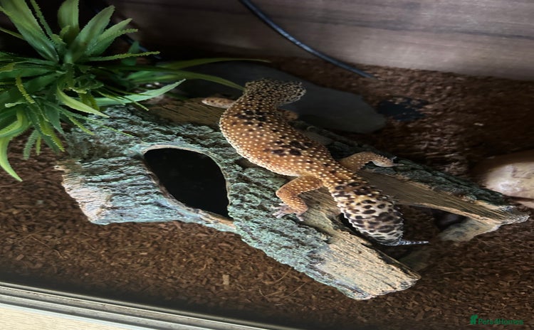Leopard Gecko reptiles - Advert 2