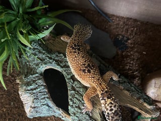 Leopard Gecko reptiles - Advert 15