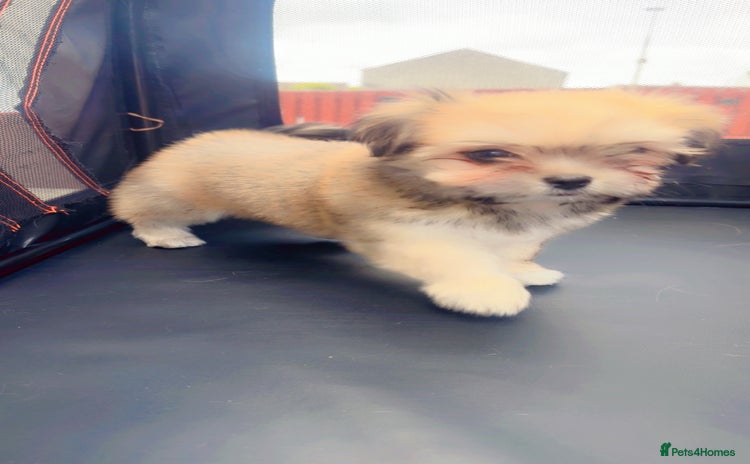 Mixed Breed dogs - Advert 2