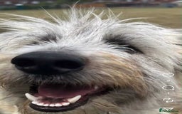 Mixed Breed dogs for adoption: Rufus  - Image 7