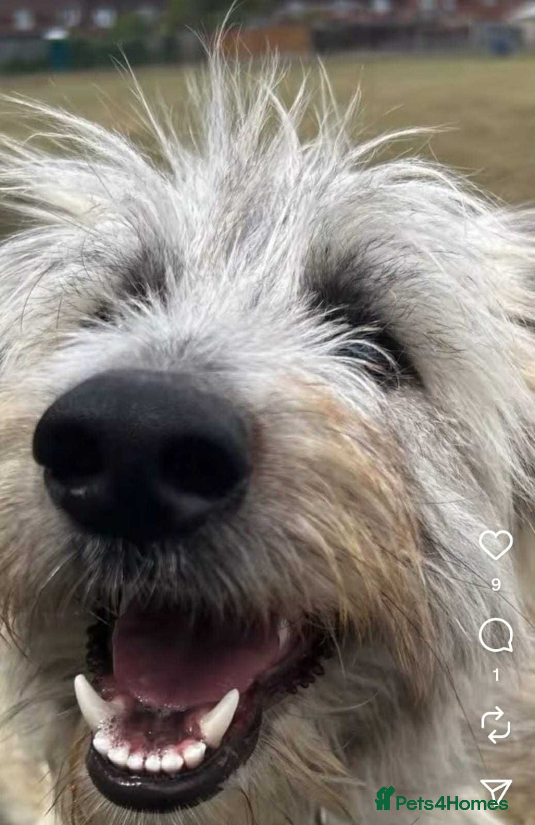 Mixed Breed dogs for adoption: Rufus  - Image 7