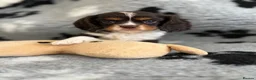 Cavalier King Charles Spaniel dogs for sale: 3 gorgeous kc health tested chocolate boys  - Advert 3