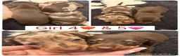 Miniature Dachshund dogs for sale: Beautiful miniature dachshunds - Advert 2