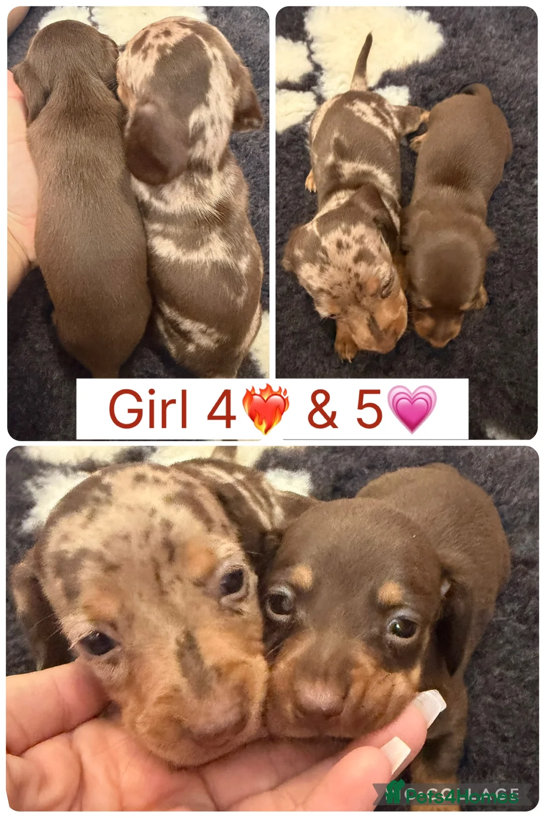 Miniature Dachshund dogs for sale: Beautiful miniature dachshunds - Advert 2