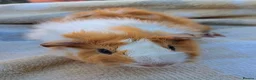 Guinea Pig rodents for sale: Young male guinea pig needing a friend  - Advert 1