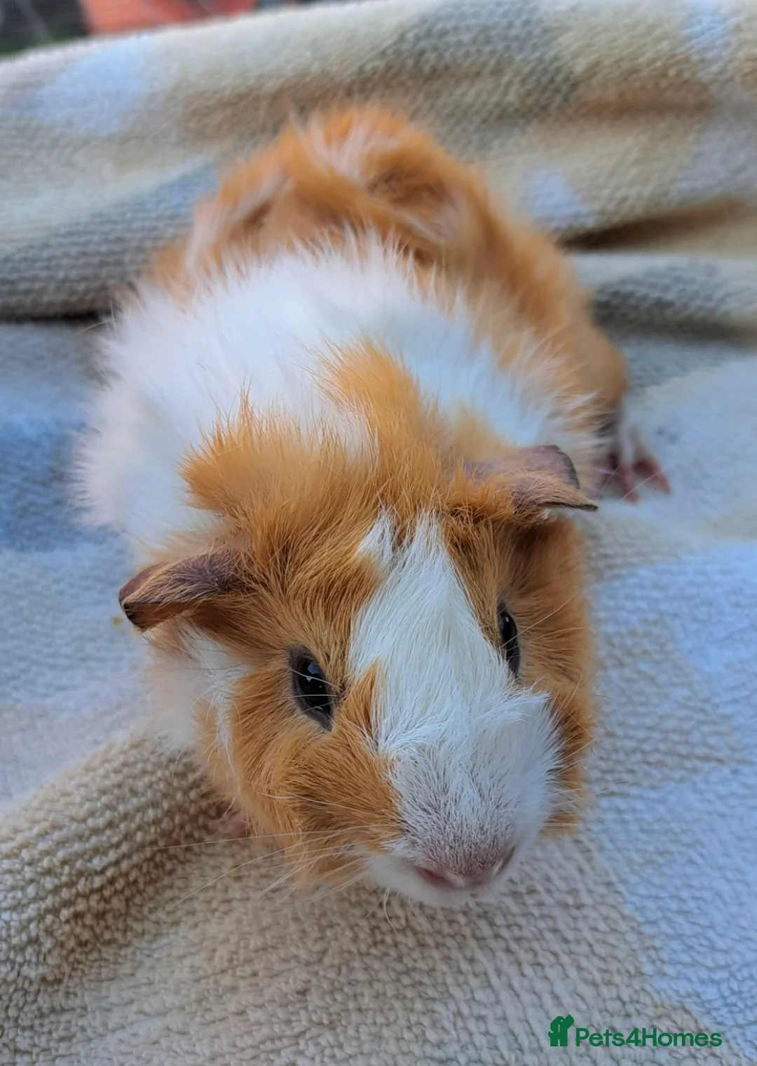 Guinea Pig rodents for sale: Young male guinea pig needing a friend  - Advert 1