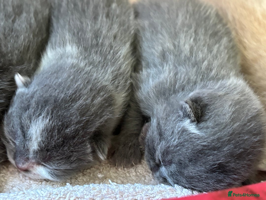 British Shorthair cats for sale: GCCF Reg British Shorthair Kittens - Image 3