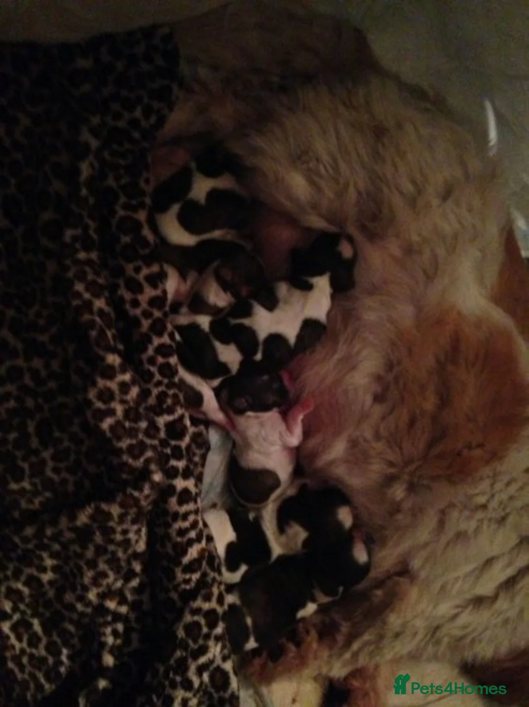 Shih Tzu dogs for stud: KC HARROPINE LUSTY DUSTY FOR STUD ONLY in Bridgend - Advert 26