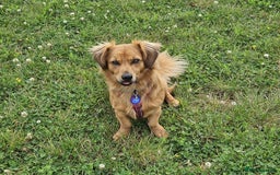 Mixed Breed dogs for adoption: 💖🐶 SANDY 🐶💖 - Image 19