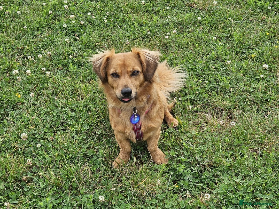 Mixed Breed dogs for adoption: 💖🐶 SANDY 🐶💖 - Image 19
