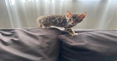 Bengal cats - Advert 1