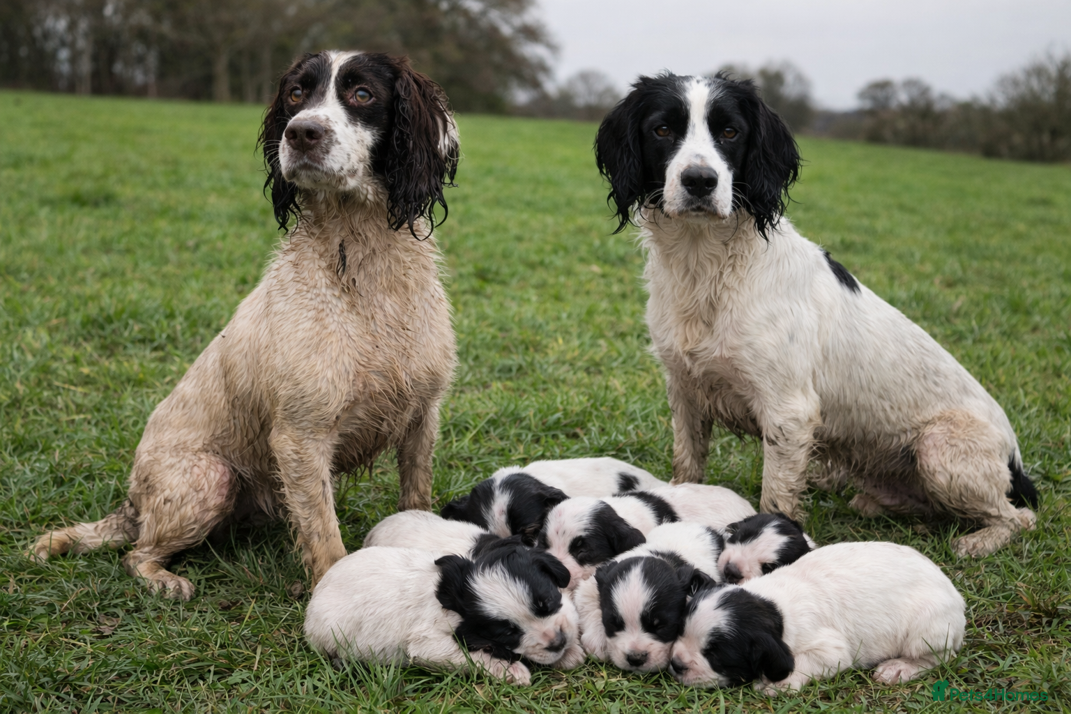 English Springer Spaniel dogs Working springer spaniel puppies for sale  - Advert 7
