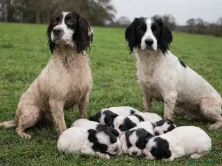 English Springer Spaniel dogs Working springer spaniel puppies for sale - Advert 7