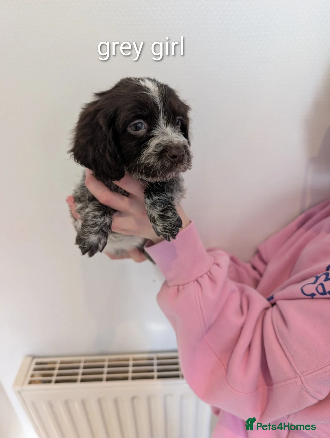 Cocker Spaniel dogs for sale: One puppy left !!Beautiful cocker spaniel puppy's  - Advert 1