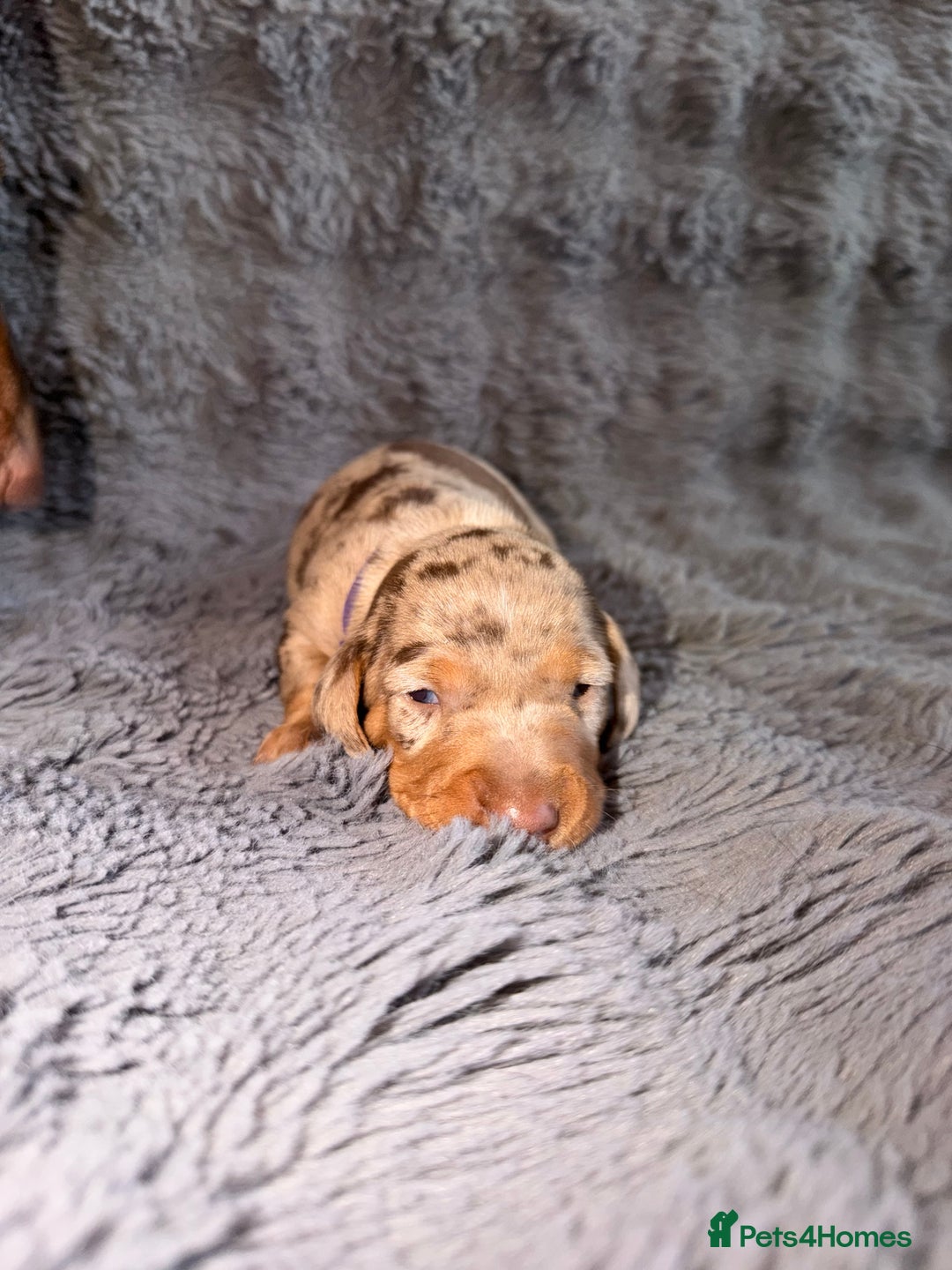 Miniature Dachshund dogs for sale: Miniature Dachshunds puppy's for sale.  - Advert 14