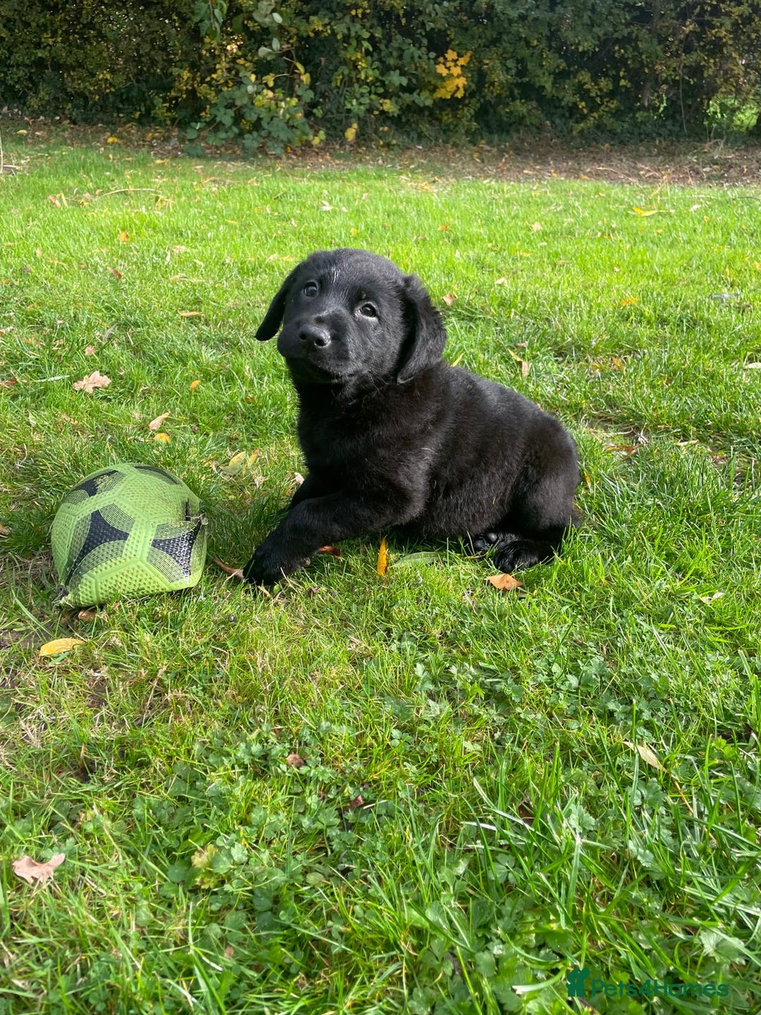 Mixed Breed dogs for sale: Shepadors  - Image 5