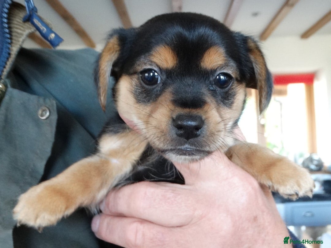 Jack Russell dogs for sale: Beautiful Jack Russell/chihuahua mix puppies - Advert 18