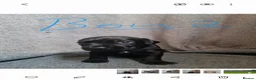 Patterdale Terrier dogs for sale: ❤️🐕Beautiful Patterdale puppies for sale🐕❤️ - Advert 9