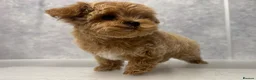 Maltipoo dogs for sale: Unique Asian Maltipoo puppies.DNA tested parents. - Advert 7