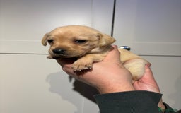 Springador dogs for sale: Labrador/Springador cross pups - Advert 31