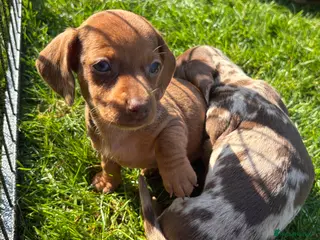 Dachshund dogs Gorgeous Dachshund Puppies! - Advert 18