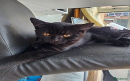 British Shorthair cats for sale:  🐾 Gorgeous Black Kittens – 11 Weeks Old 🐾   - Image 6