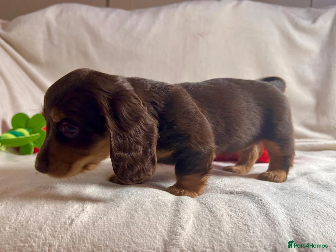 Miniature Dachshund dogs for sale: Gorgeous Mini Dachshund Puppies - Chocolate & Tan - Advert 3