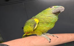 Parrots birds for sale: Stunning Handreared Amazon's ready now!!! - Image 7