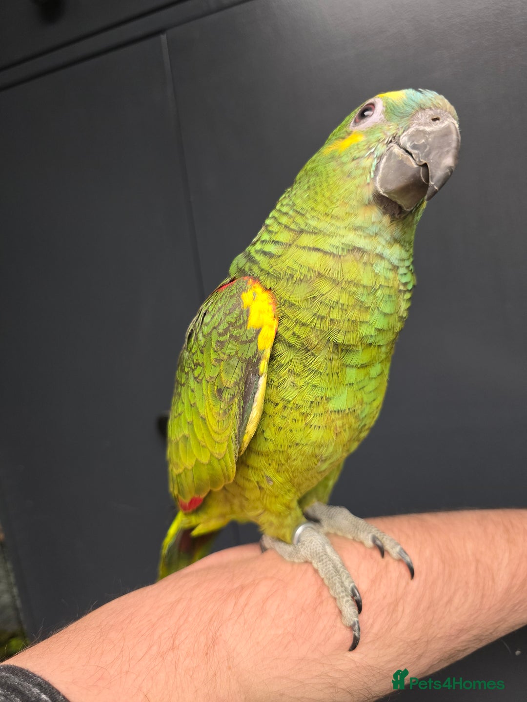 Parrots birds for sale: Stunning Handreared Amazon's ready now!!! - Image 7