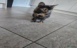 Mixed Breed cats for sale: kitten - Advert 4