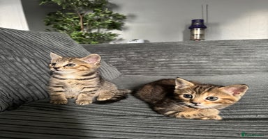 Mixed Breed cats - Advert 2