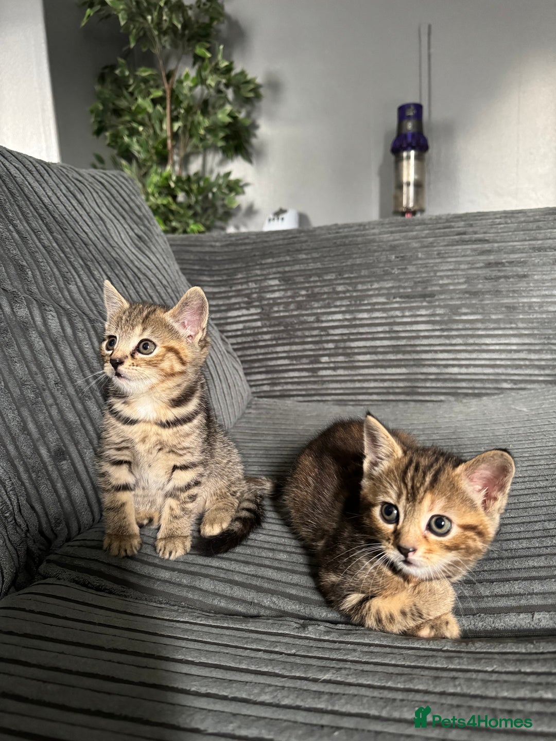 Mixed Breed cats for sale: American bobtail / tortoise shell - Image 3