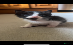 Ragdoll cats for sale: Ragdoll mix kittens - Image 5