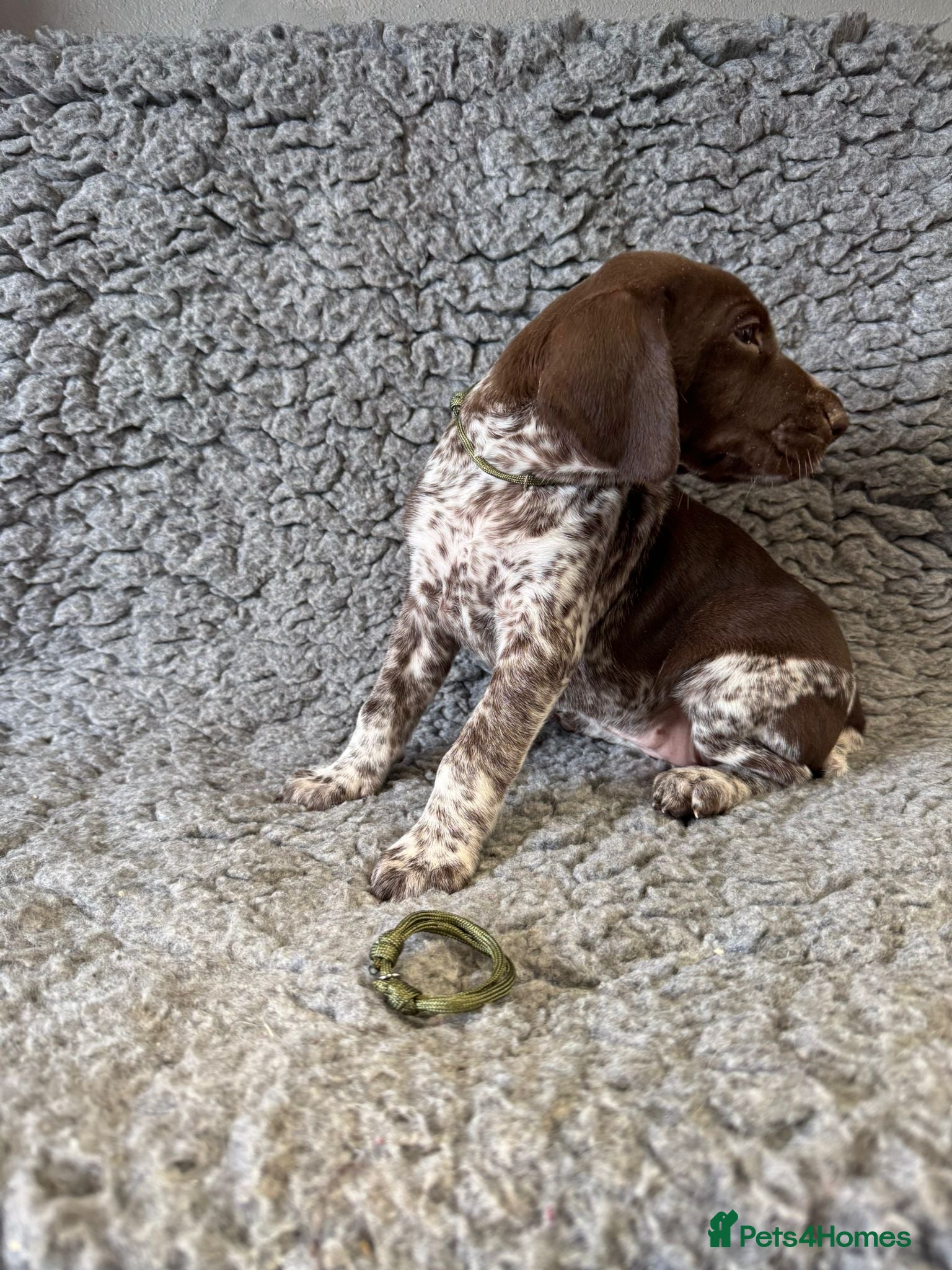 German Shorthaired Pointer dogs Gorgeous German Short Haired Pointer - Advert 1