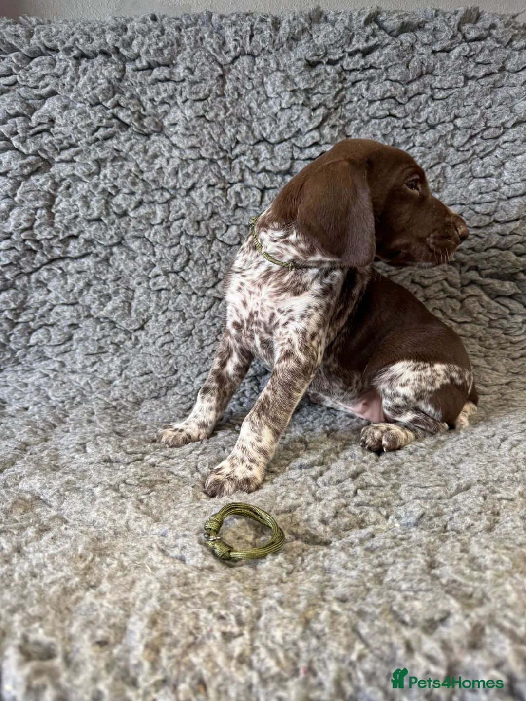 German Shorthaired Pointer dogs for sale: Gorgeous German Short Haired Pointer - Advert 1