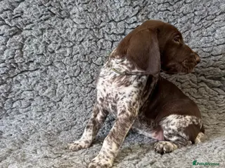 German Shorthaired Pointer dogs Gorgeous German Short Haired Pointer - Advert 1