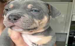 American Bully dogs for sale: Pocket Bullies ( not banned breed) - Image 35