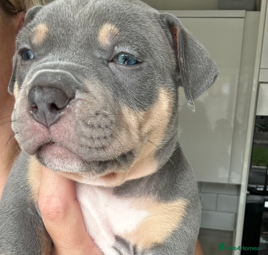 American Bully dogs for sale: Pocket Bullies ( not banned breed) - Image 35