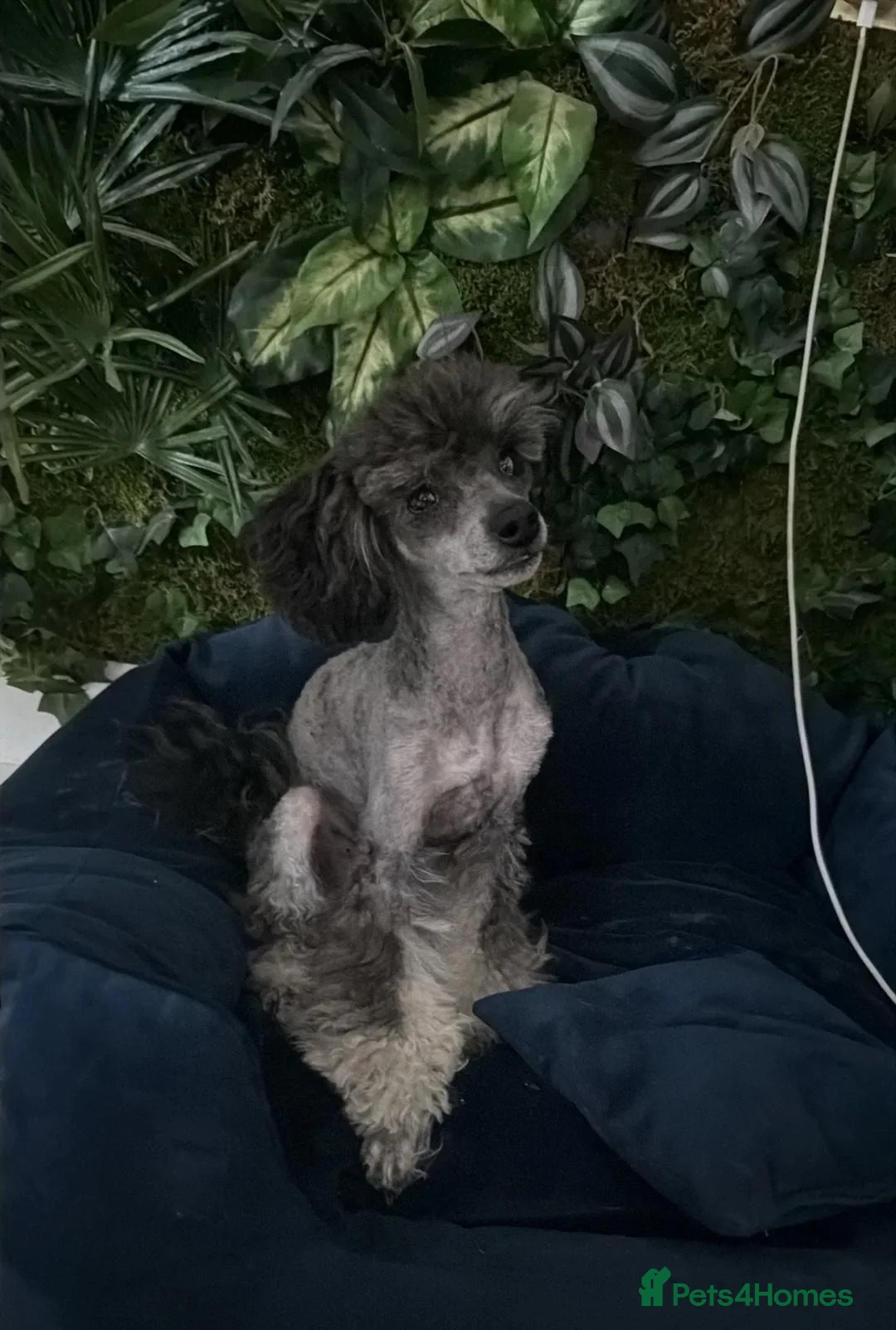 Toy Poodle dogs for sale: Lovely Puppies – Raised With Love in Hebburn - Advert 29
