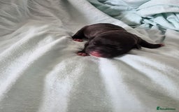 Staffordshire Bull Terrier dogs for sale: STAFFORDSHIRE BULL TERRIOR PUPPIES - Image 22
