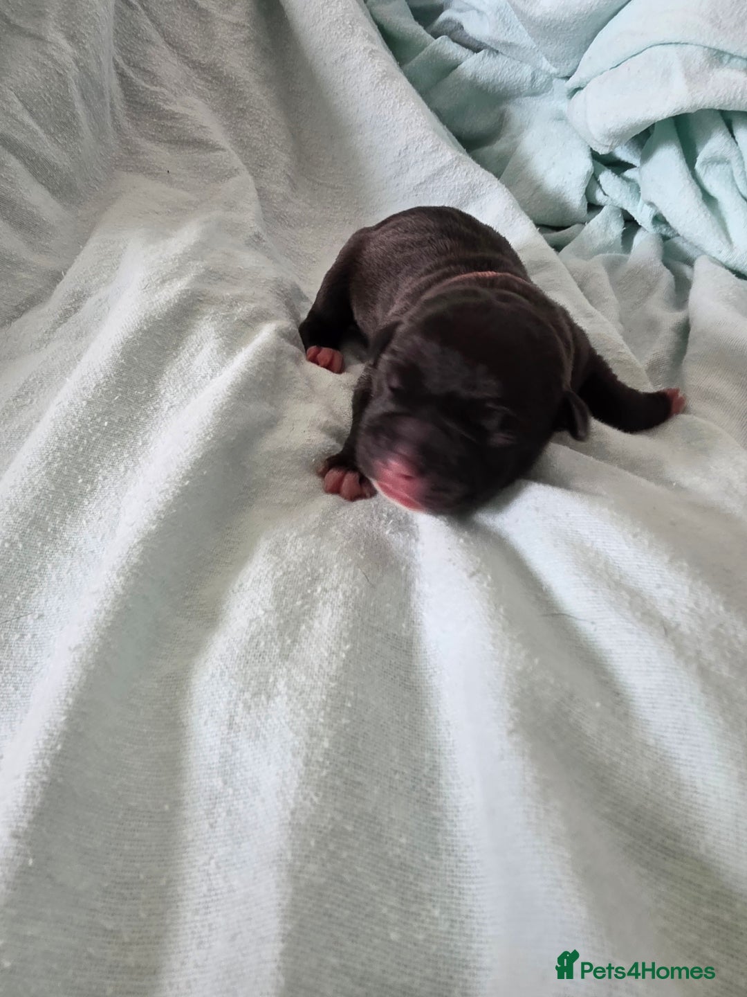 Staffordshire Bull Terrier dogs for sale: STAFFORDSHIRE BULL TERRIOR PUPPIES - Image 22