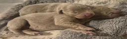 Labrador Retriever dogs for sale: KC Registered Labrador Pups - Advert 2