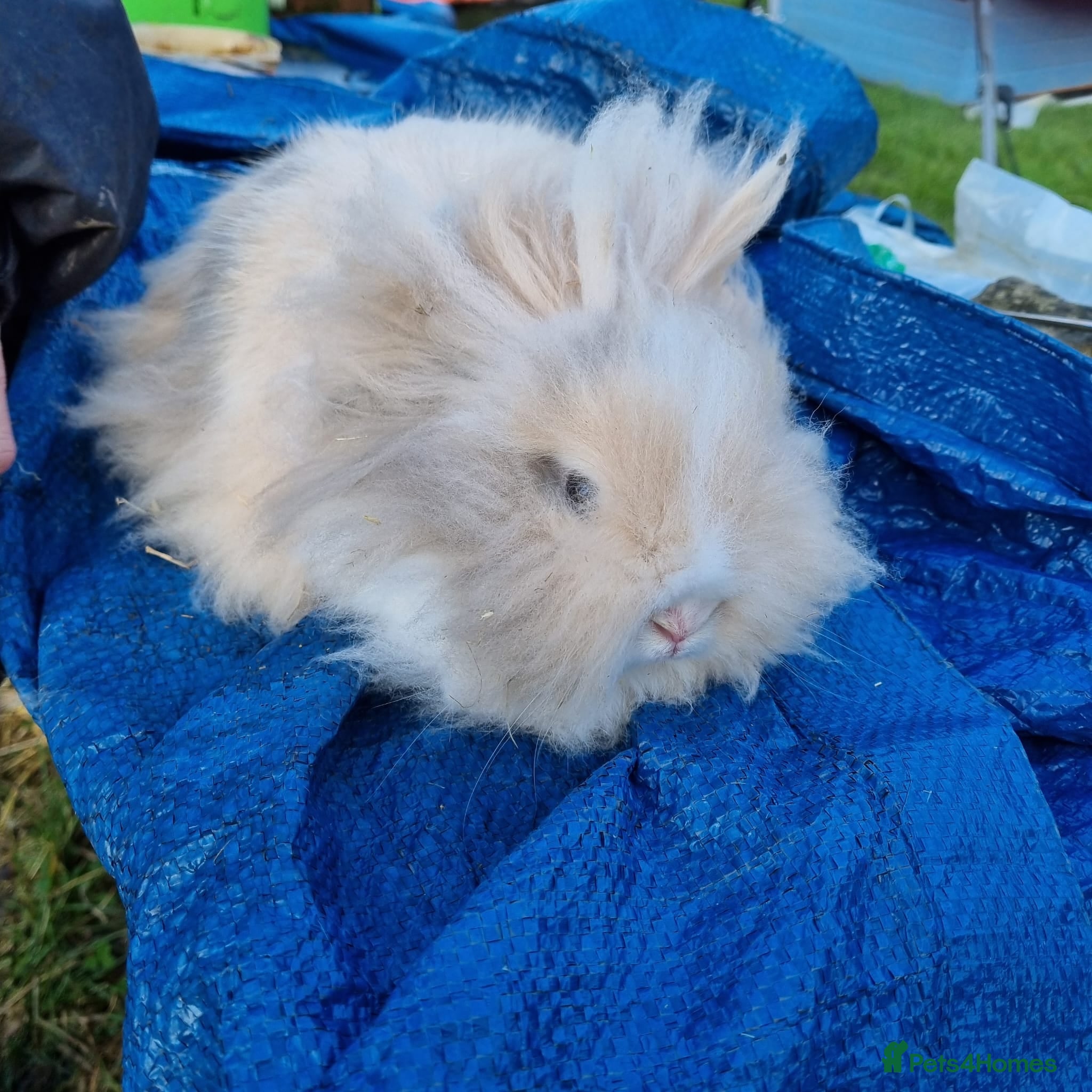 Lionhead rabbits 10 week old lionhead rabbits - Advert 4