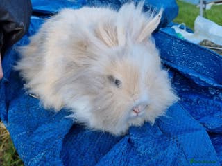 Lionhead rabbits 10 week old lionhead rabbits - Advert 10