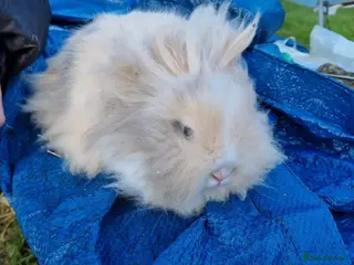 Lionhead rabbits Lionhead rabbits - Advert 9